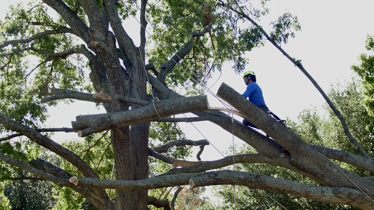 Professional Hazardous Tree Removal performed by certified arborists in Canmer