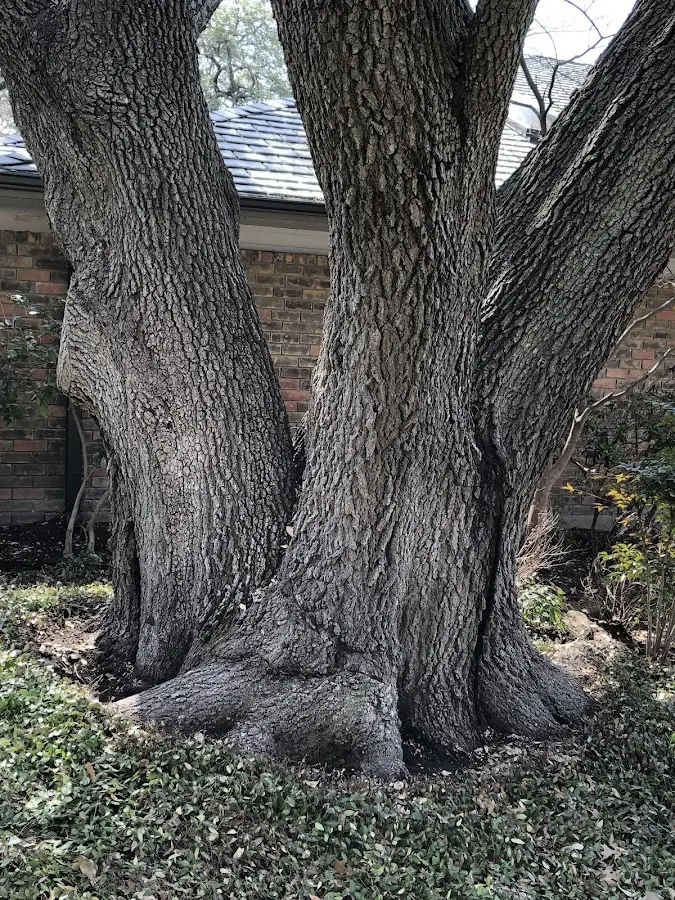 Mature heritage tree close to a Canmer property cared for by certified arborists