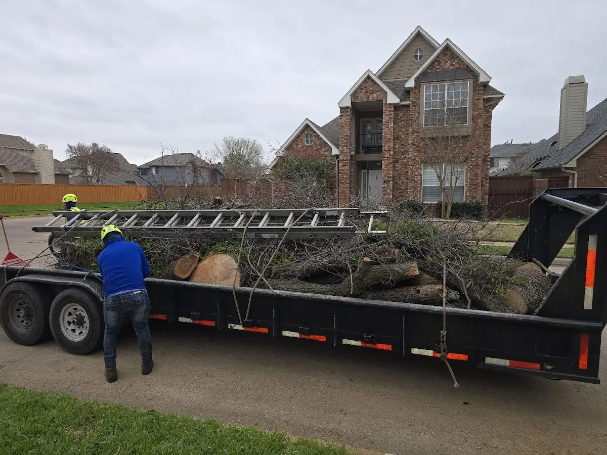 Expert Tree Pest Control with proper safety equipment in Canmer